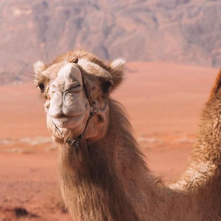 Hidden Wadi Rum Camp Bagian luar foto