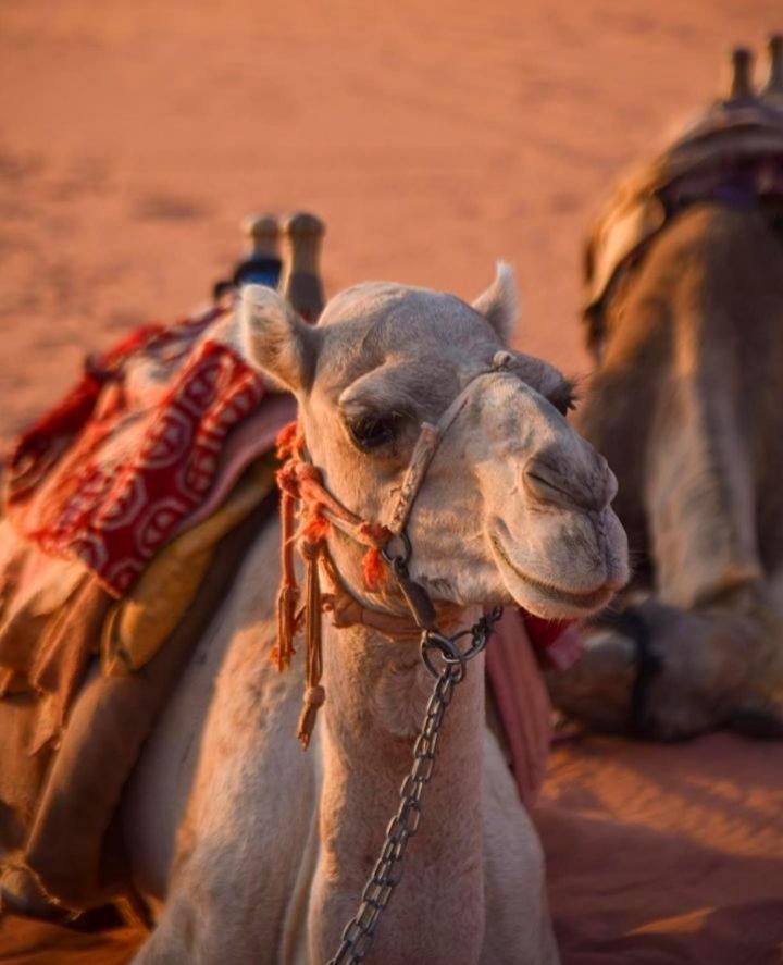 Hidden Wadi Rum Camp Bagian luar foto