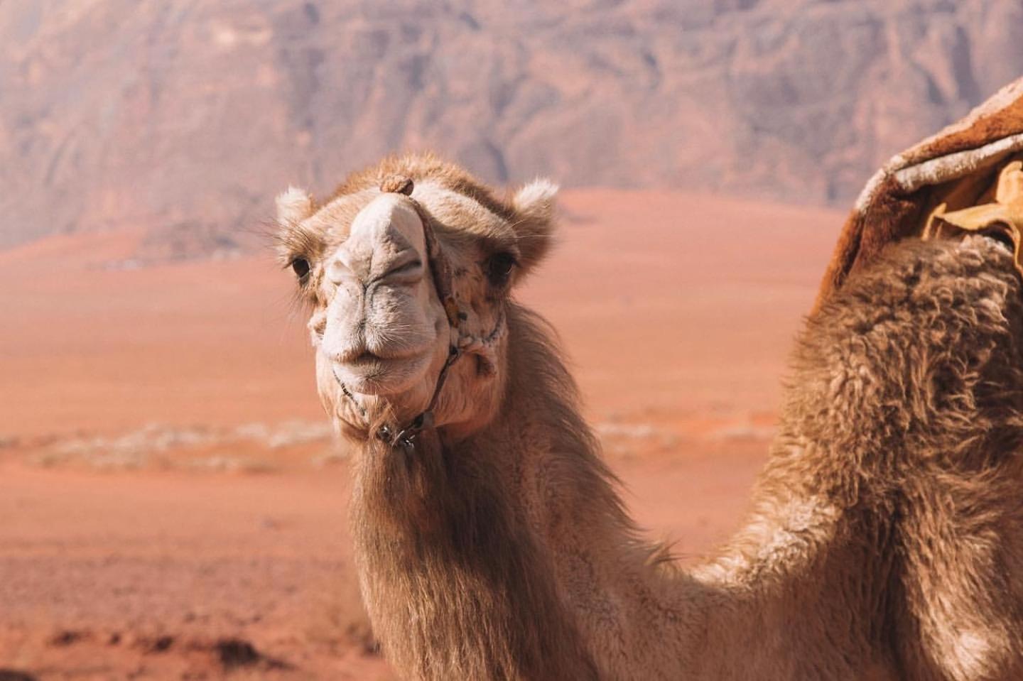 Hidden Wadi Rum Camp Bagian luar foto